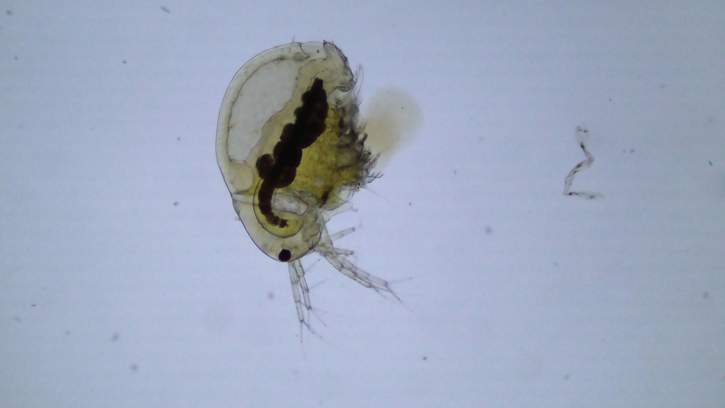 Lathonura rectirostris