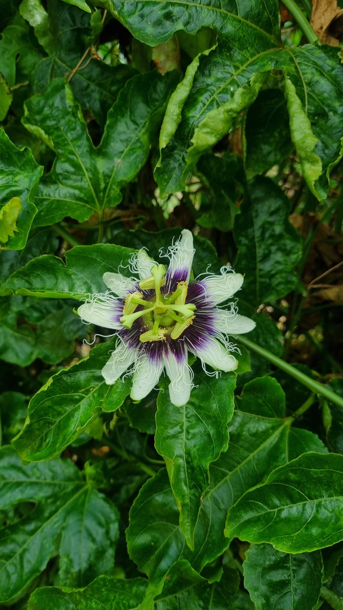 Passiflora edulis