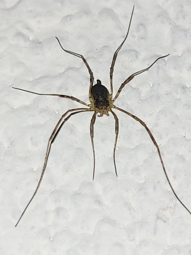 Oligolophus hansenii, 7932 PX Echten, Nederland, photo 10 of 10