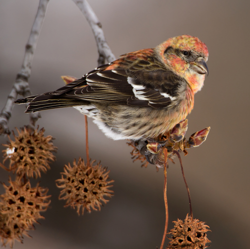 White-winged Crossbill