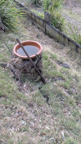 Coastal Carpet Python sighting