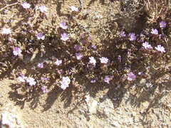 Limonium acuminatum