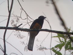 Trogon chionurus