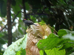 Heterospingus xanthopygius