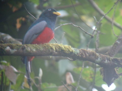 Trogon comptus