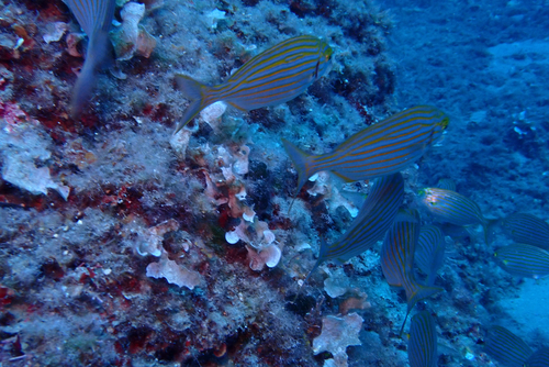 Sarpa salpa