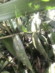 Epidendrum secundum