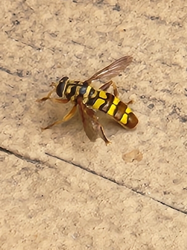 Unknown species found near Pegram, TN 37143, USA