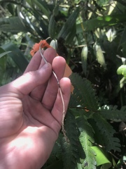 Epidendrum secundum