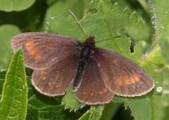 Erebia pharte
