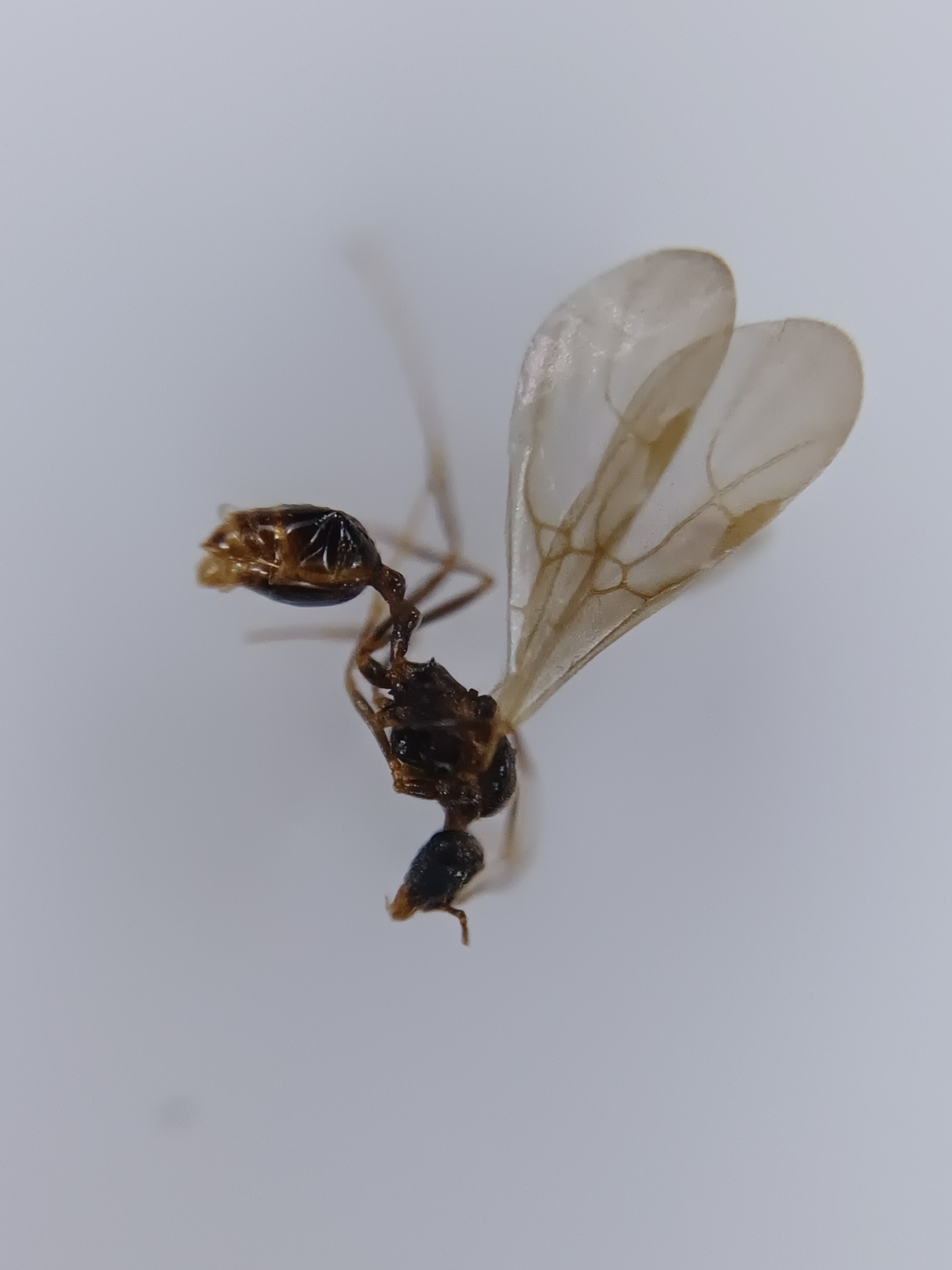 Stenamma westwoodii