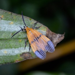 Correbidia