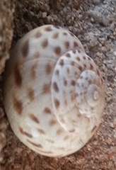 Marmorana saxetana