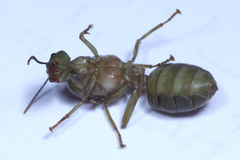 Oecophylla smaragdina