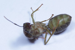 Oecophylla smaragdina