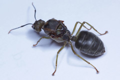 Oecophylla smaragdina