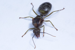 Oecophylla smaragdina
