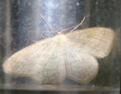 Scopula ternata