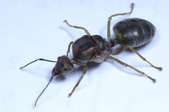 Oecophylla smaragdina