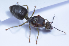 Oecophylla smaragdina