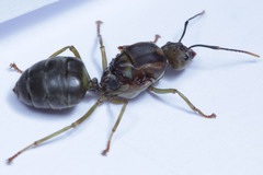 Oecophylla smaragdina