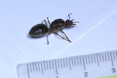 Oecophylla smaragdina