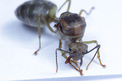 Oecophylla smaragdina