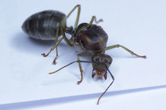 Oecophylla smaragdina