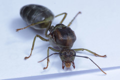 Oecophylla smaragdina