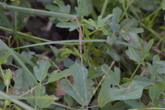 Vigna trilobata