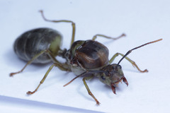 Oecophylla smaragdina