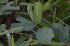 Vigna trilobata