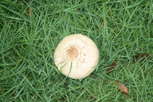 Chlorophyllum molybdites