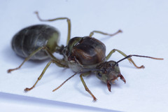 Oecophylla smaragdina