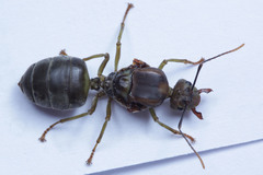 Oecophylla smaragdina