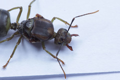 Oecophylla smaragdina