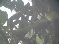 Ampelioides tschudii