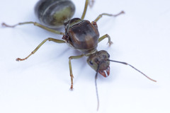 Oecophylla smaragdina