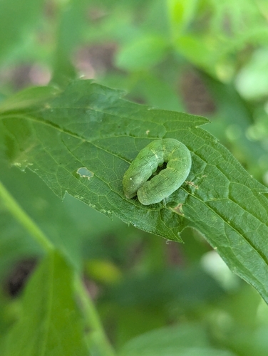 Euplexia benesimilis photographed on goldenrod