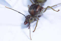 Oecophylla smaragdina