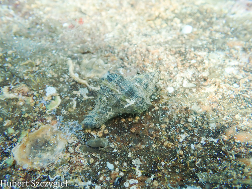 Hexaplex trunculus