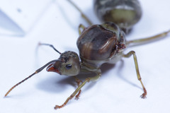 Oecophylla smaragdina