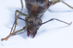 Oecophylla smaragdina