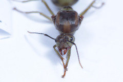 Oecophylla smaragdina