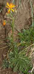 Jacobaea abrotanifolia