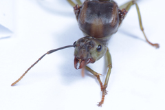 Oecophylla smaragdina