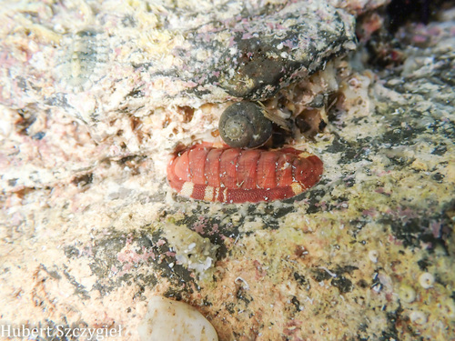 Rhyssoplax olivacea