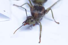 Oecophylla smaragdina