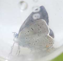 Lycaena tityrus subalpina