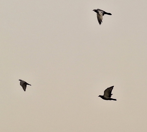 Feral Pigeon